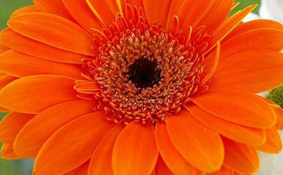 Fleur orange